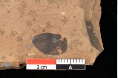 Foto (Detailsansicht) von Quercus palaeoilex Ettingshausen (NHMW-GEO-2024-0188-0977)